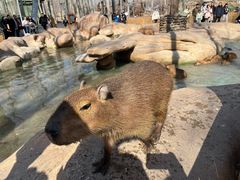 -北京野生动物园