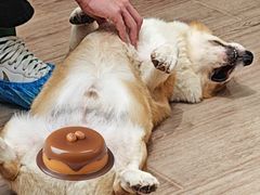 -有猫主题·治愈系猫咖(曾厝垵店)