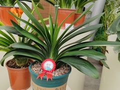 -北京植物园-展览温室