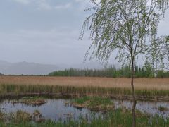 -野鸭湖国家湿地公园
