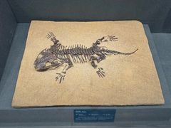 -国家自然博物馆