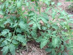 -柳沟豆腐宴义豆堂24号农家院