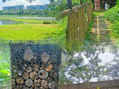 -华侨城湿地公园