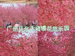 -天适樱花悠乐园