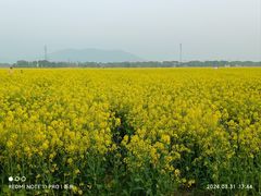 -西京湾花海