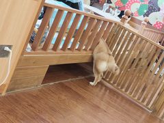 -豆柴町-柴犬主题狗咖(红鼎国际C座店)
