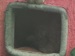 -青藏高原野生动物园