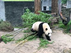 -都江堰中华大熊猫苑