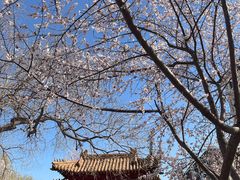 -桃花堤公园