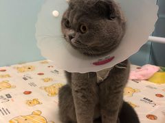 -纳吉亚猫专科动物诊疗中心(蒋宅口分院)