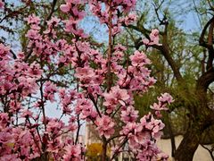 -桃花堤公园