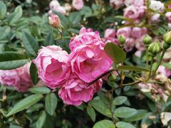 -人民公园(罗湖区)