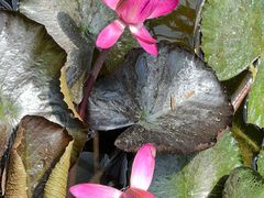 -国家植物园南园