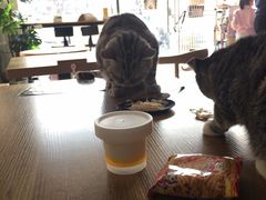 -平行世界·猫咖(首经贸店)