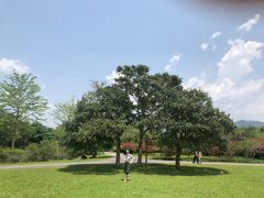 -中国科学院西双版纳热带植物园