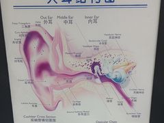 -海之声助听器佛山旗舰店(华麟大厦店)