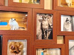 -猫十亿·布偶金渐层·曼基康矮脚猫舍(青年路店)