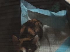 -艾贝尔宠物医院·24H转诊中心·肿瘤猫专科(江宁双龙店)