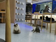 大堂-喵园·猫主题咖啡厅·撸猫·猫咖(国贸店)