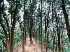-黄埔油麻山森林公园