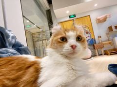 -momokira米努特·德文卷毛猫·棉花面纱犬