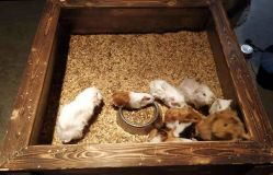 -酷嗒动物文化乐园(cutezoo西溪乐天城店)