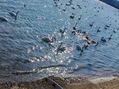 -烟墩角天鹅湖