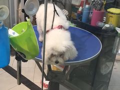 -PETKIT 小佩宠物·低压洗护·美容·寄养(安远店)