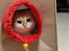 -麦当劳(祈年大街店)