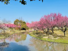 -花开海上生态园