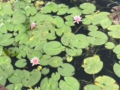 -荷塘月色湿地公园·向阳花洲