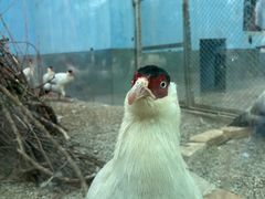 -青藏高原野生动物园