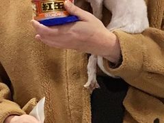 -喵的天空名猫咖啡馆·撸猫·猫舍·用品