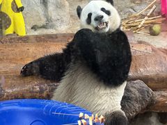 -海南热带野生动植物园
