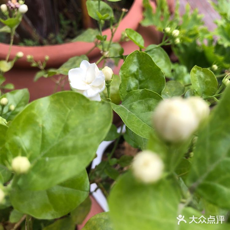 别有一番风味，很多绿植