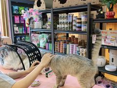 -喵百万·布偶·蓝金金渐层英短·猫舍(百子湾店)