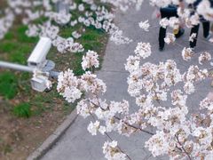 -高东镇樱花园
