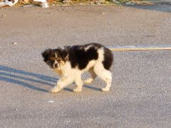 -比格比萨自助(新辰里学清路店)