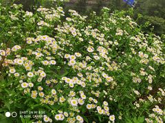 -井冈山风景名胜区-黄洋界