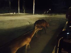 -清迈夜间动物园