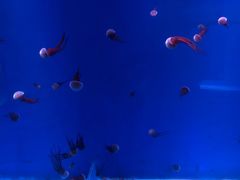 -石林冰雪海洋世界