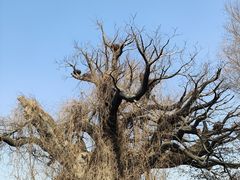 -大槐树寻根祭祖园