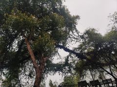 -洪崖丹井