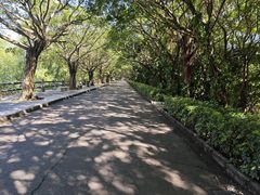 -大湾区中央湿地公园