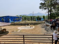 -安徽大青山野生动物世界
