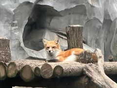 -武汉动物园