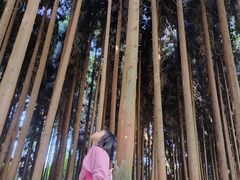 -武陵山森林公园