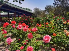 -莲花池公园