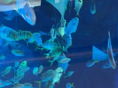 -迪拜水族馆及水下动物园