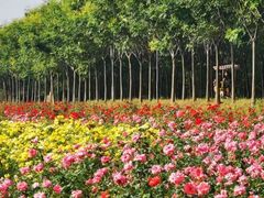 -洪湖湿地生态园